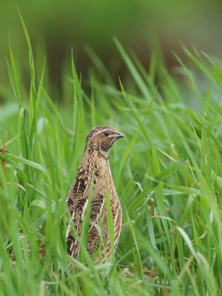 Viiriäinen, Common Quail, Coturnix coturnix